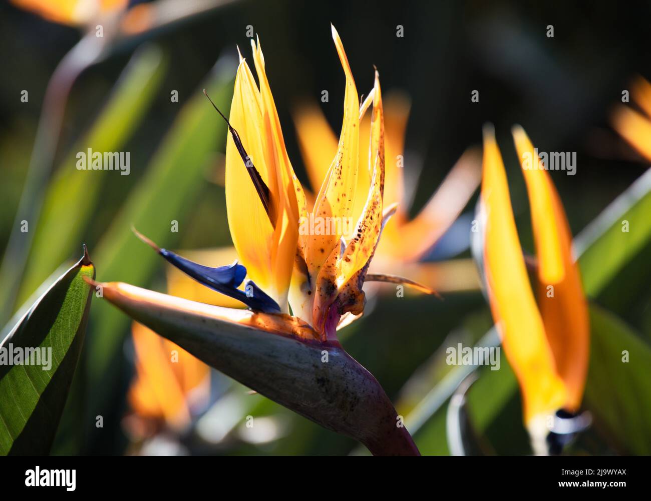 Strelitzia flowers, or Bird of Paradise flower, Strelitzia Reginae, closae up, growing in southern Spain Stock Photo