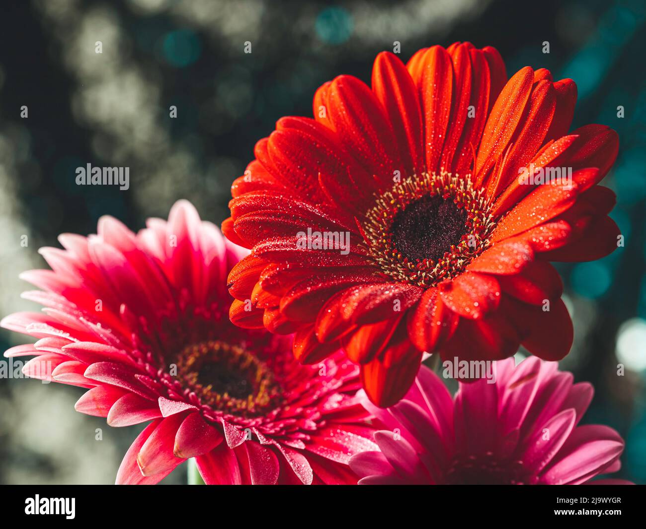 Beautiful flower Gerbera flower with drops on petals. Macro photography of gerbera flower. Selective focus Stock Photo