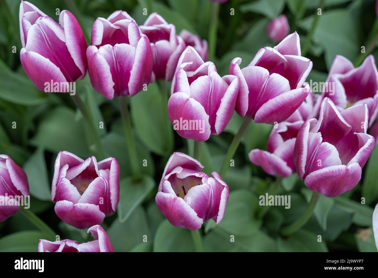 A field of beautiful pink tulips with white edging. Blooming tulip fields in Lithuania. Bright pink with white edges tulip flowers in spring garden. Stock Photo