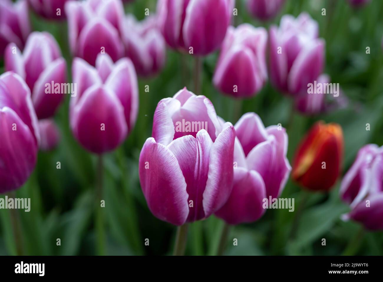 A field of beautiful pink tulips with white edging. Blooming tulip fields in Lithuania. Bright pink with white edges tulip flowers in spring garden Stock Photo
