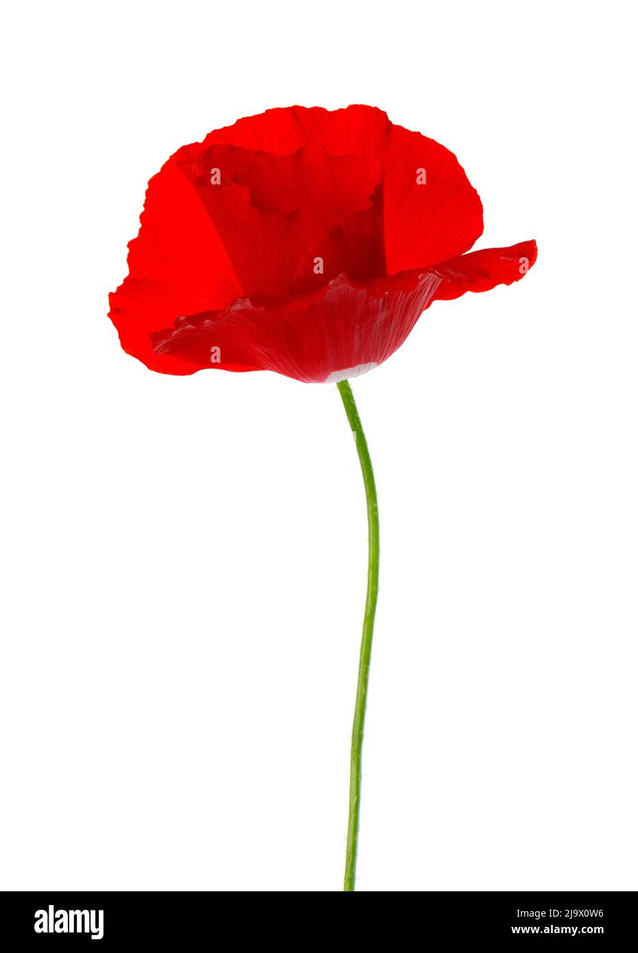 Poppy flower Cut Out Stock Images & Pictures - Alamy