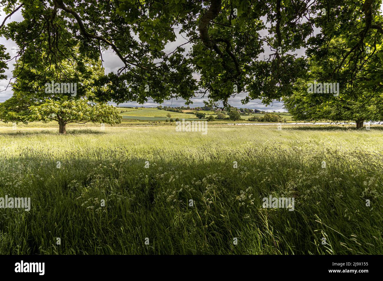 English rural landscape Stock Photo