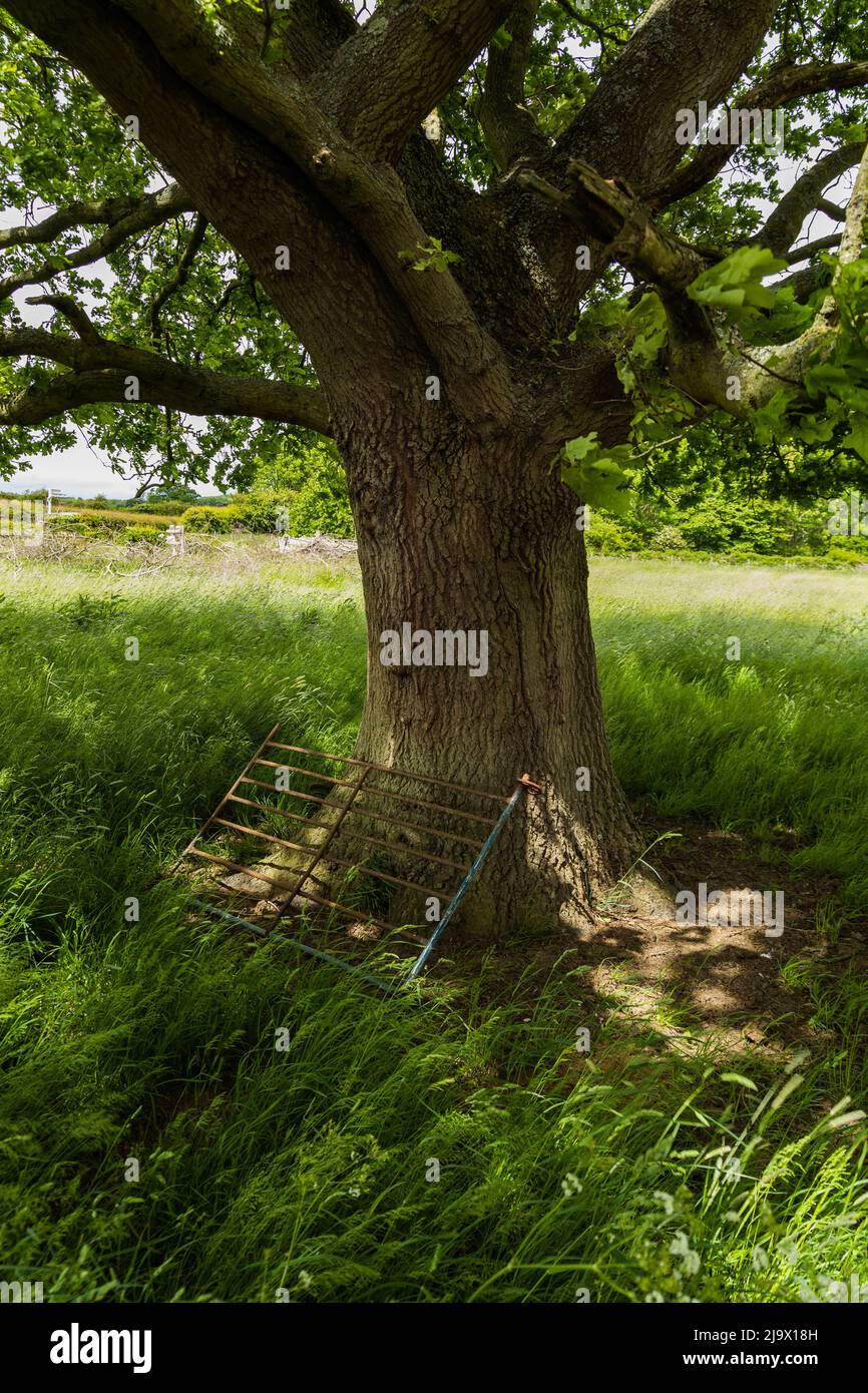 Shady tree Stock Photo