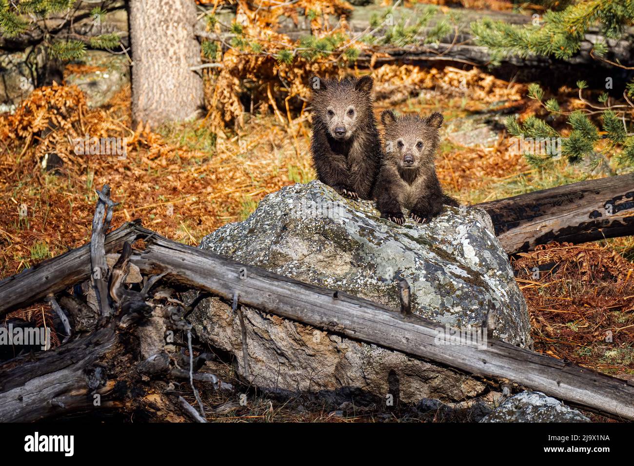 Grizzly bear cubs Stock Photo