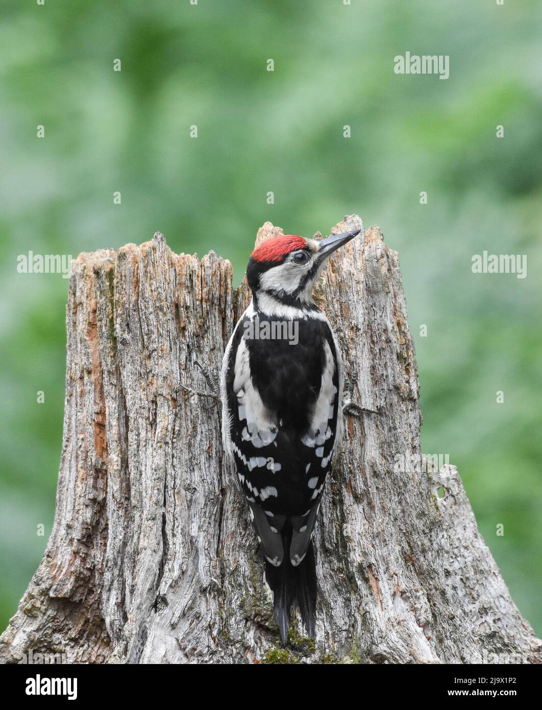 Juvenile Great Spotted Woodpecker. Dendrocopos major. Kirkcudbright, Scotland. Stock Photo