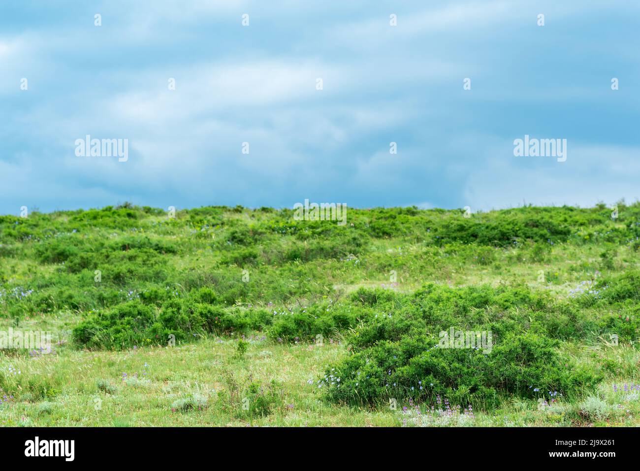 partially blurred landscape with spring mountain shrubland Stock Photo