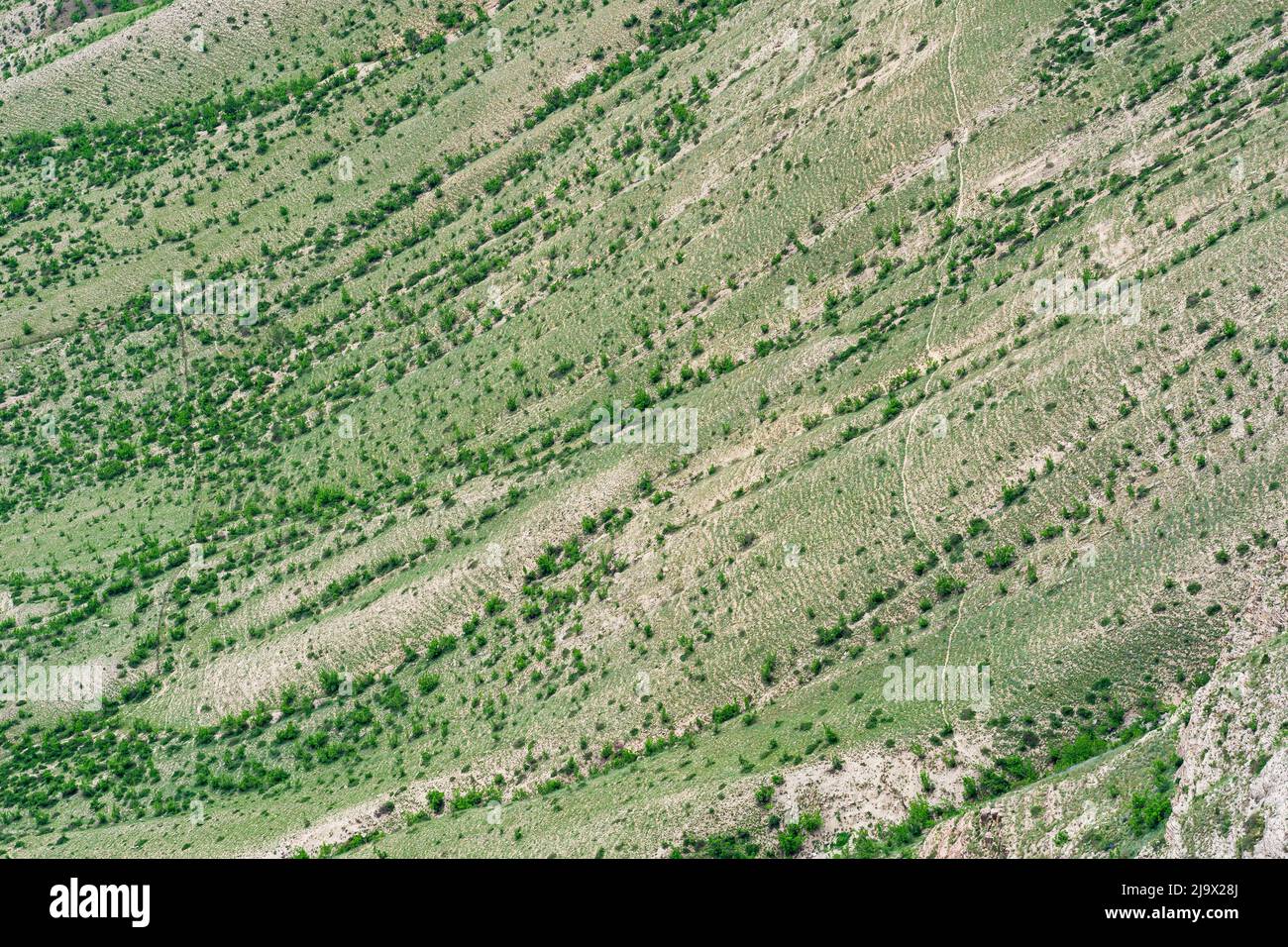 landscape of a grassy mountain slope covered with paths trodden by cattle Stock Photo