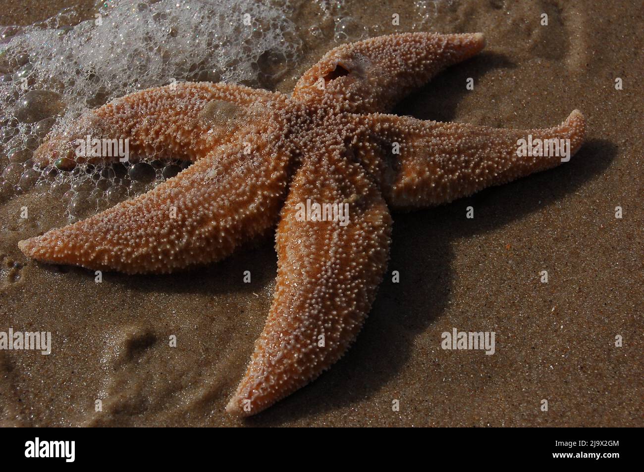 Sea Star on the Beach from Sylt. Stock Photo