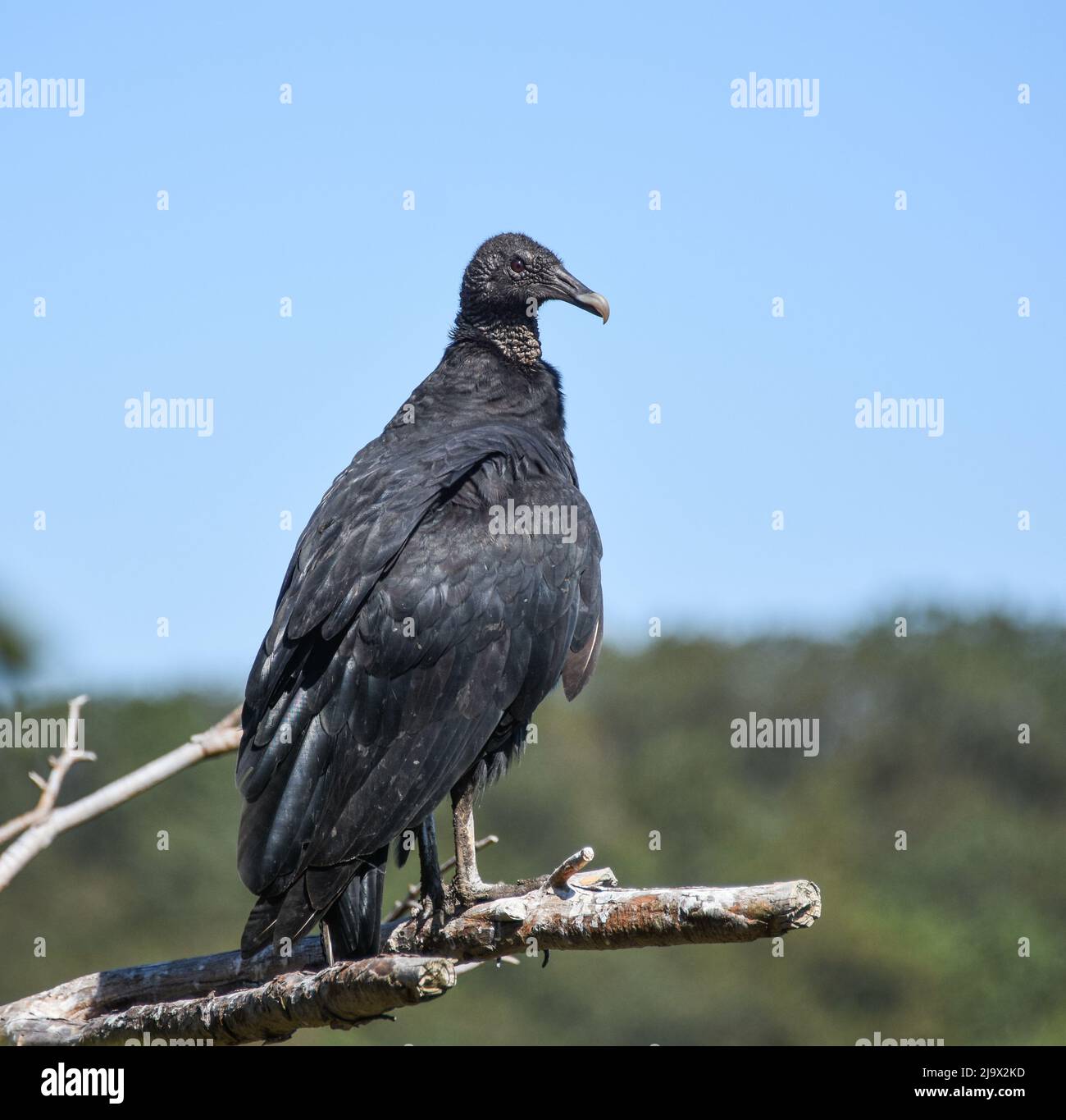 Black Vulture in Hawk Mountain Sanctuary, Pennsylvania. Eastern America. Coragyps atratus Stock Photo