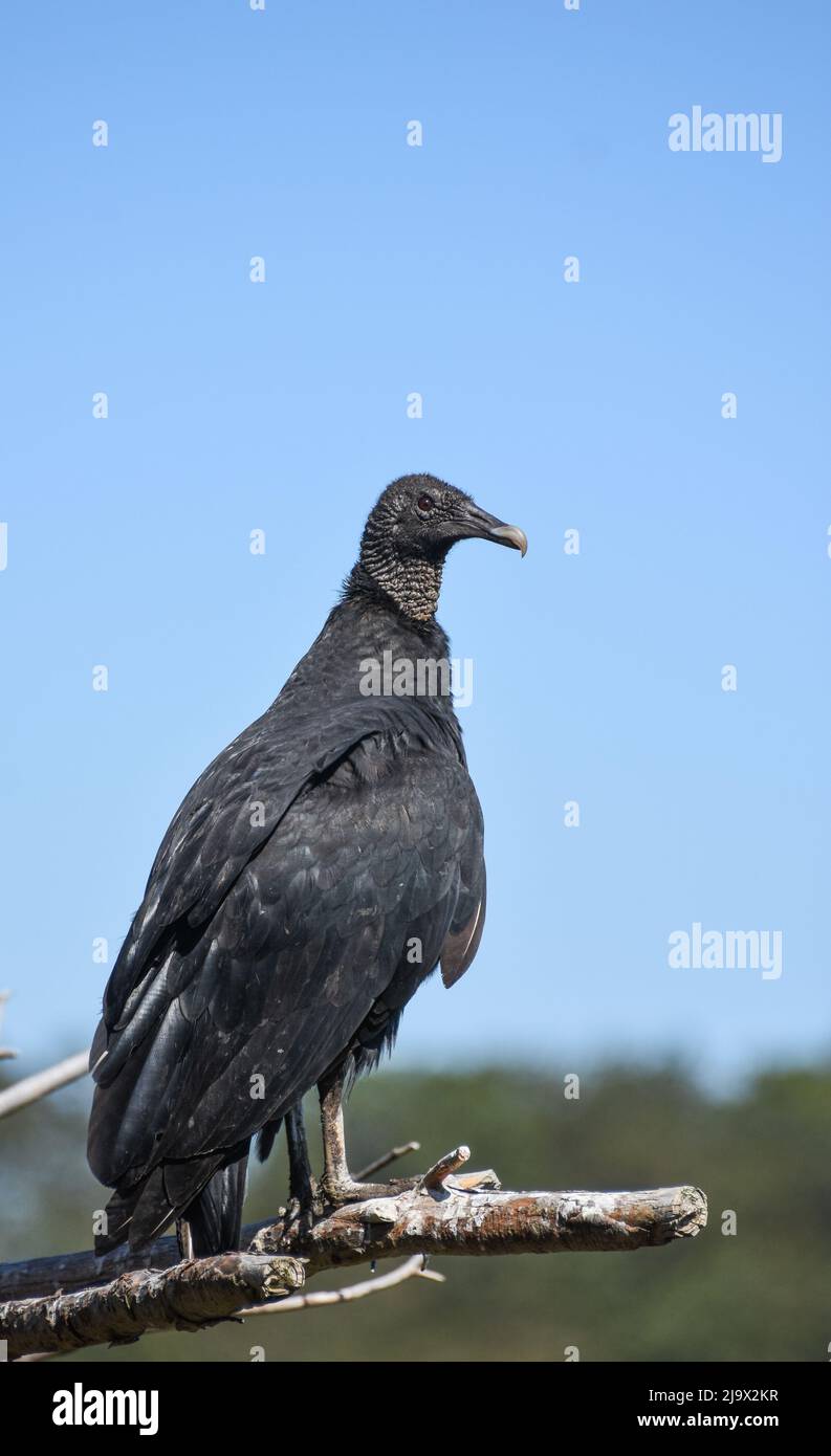 Black Vulture in Hawk Mountain Sanctuary, Pennsylvania. Eastern America. Coragyps atratus Stock Photo