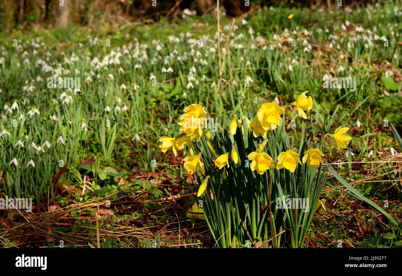 Daffodils growing in a woodland with snowdrops. Stock Photo