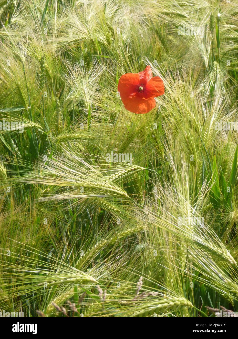 Mohn Flower in a grain field. Stock Photo