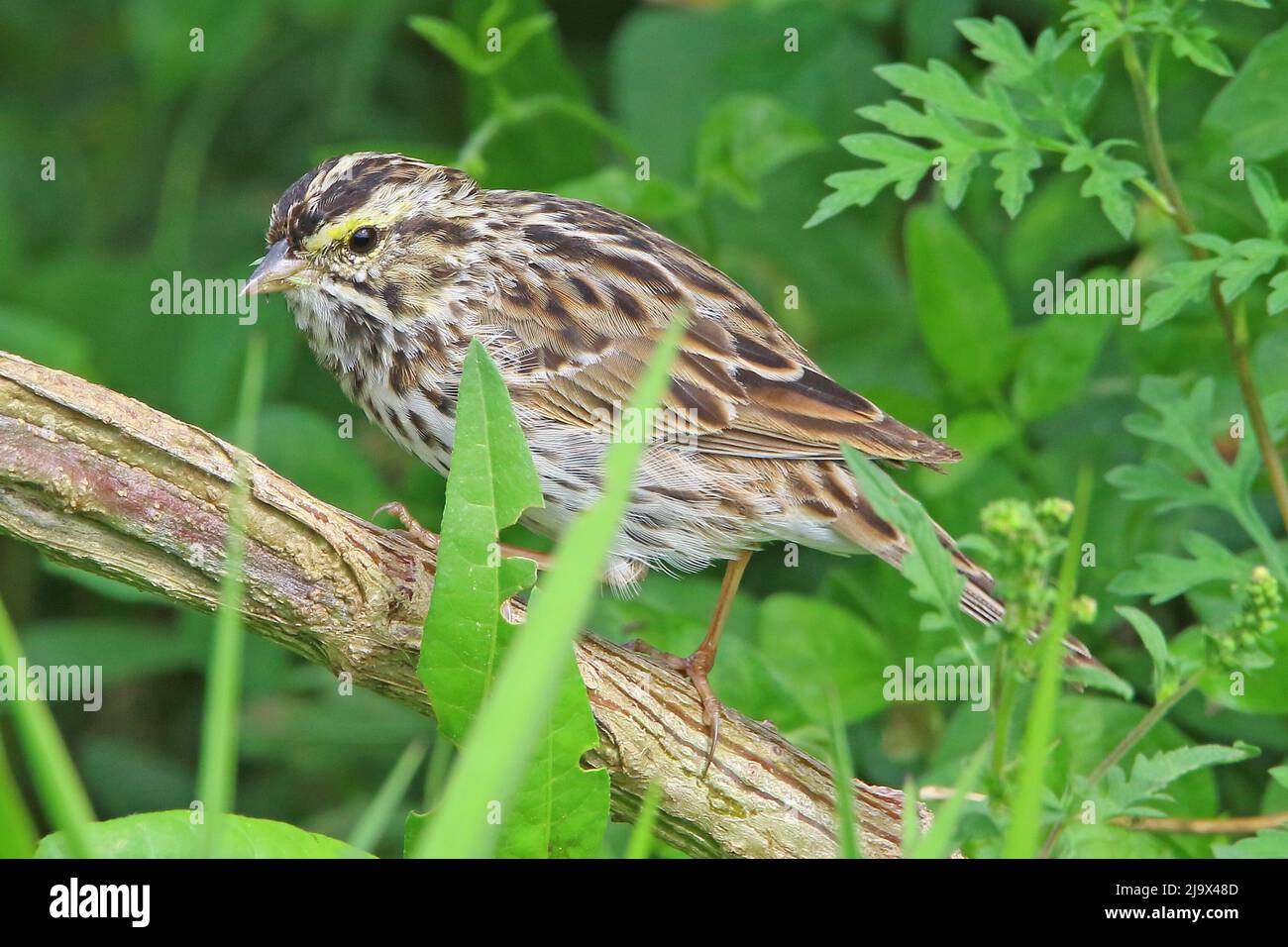 Savannah sparrow perched on a branch Stock Photo