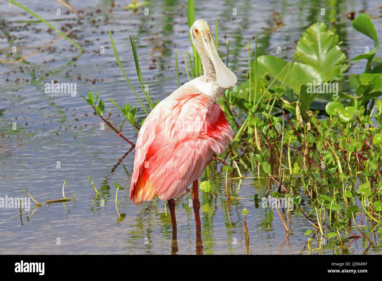 Roseate spoonbill posing for the camera. Stock Photo