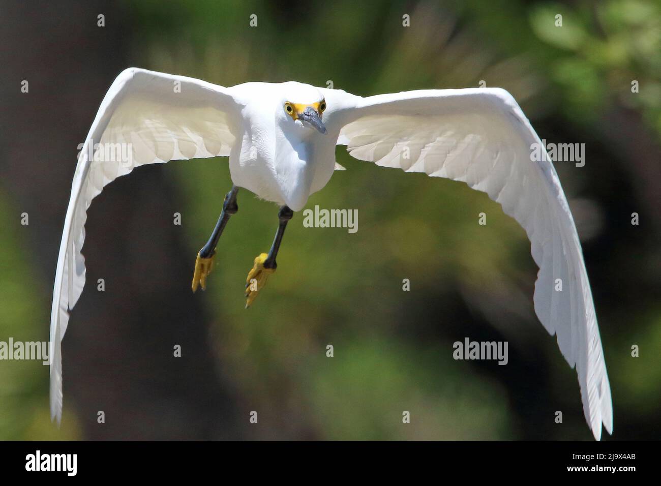 Snowy egret flying straight towards the camera. Stock Photo