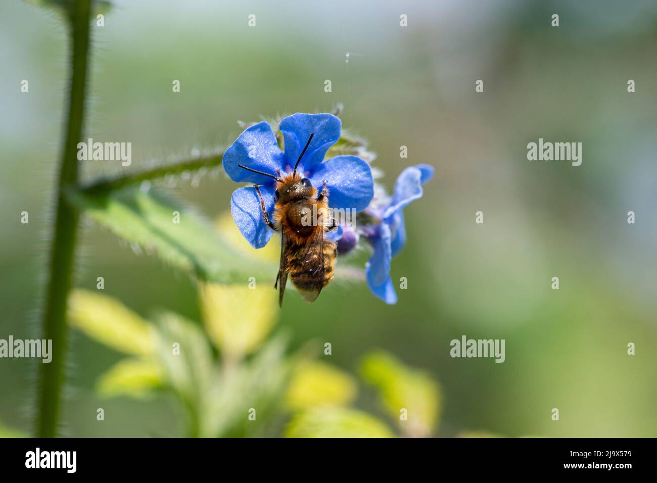 A bee feeding on nectar on a green alkanet (Pentaglottis sempervirens, a blue wildflower), during May, England, UK Stock Photo