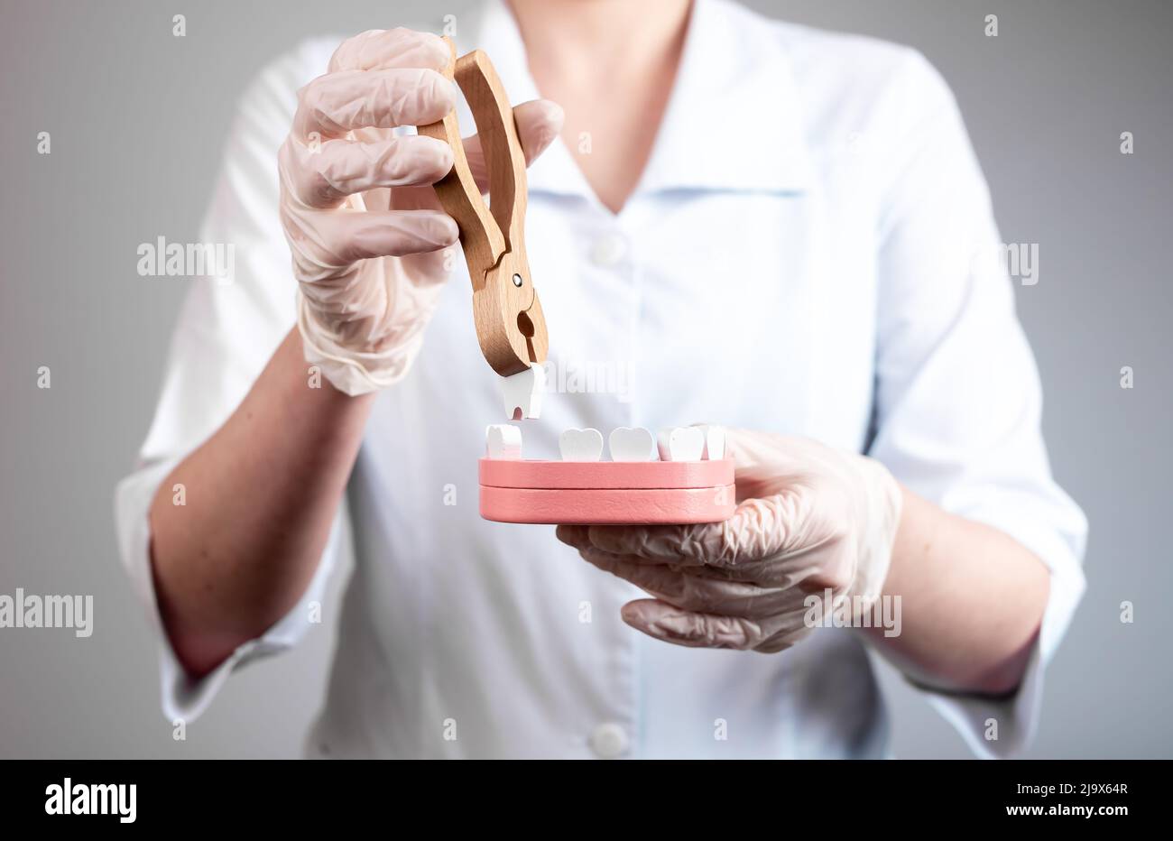 Dentist pulling tooth with forceps out of jaw model. Teeth extraction