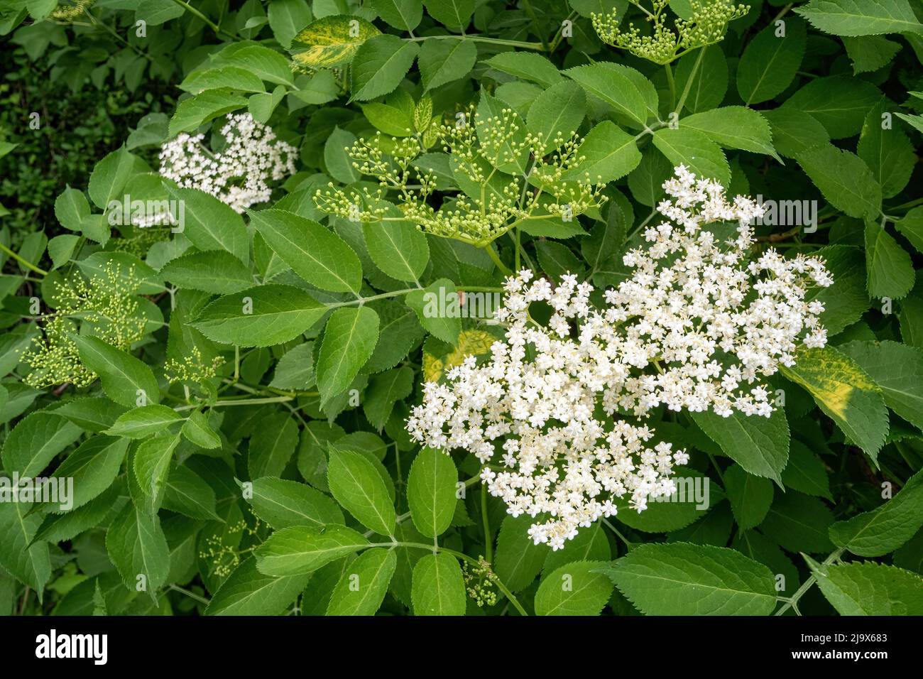 Common elder flowers (Sambucus nigra), elder tree in flower during May