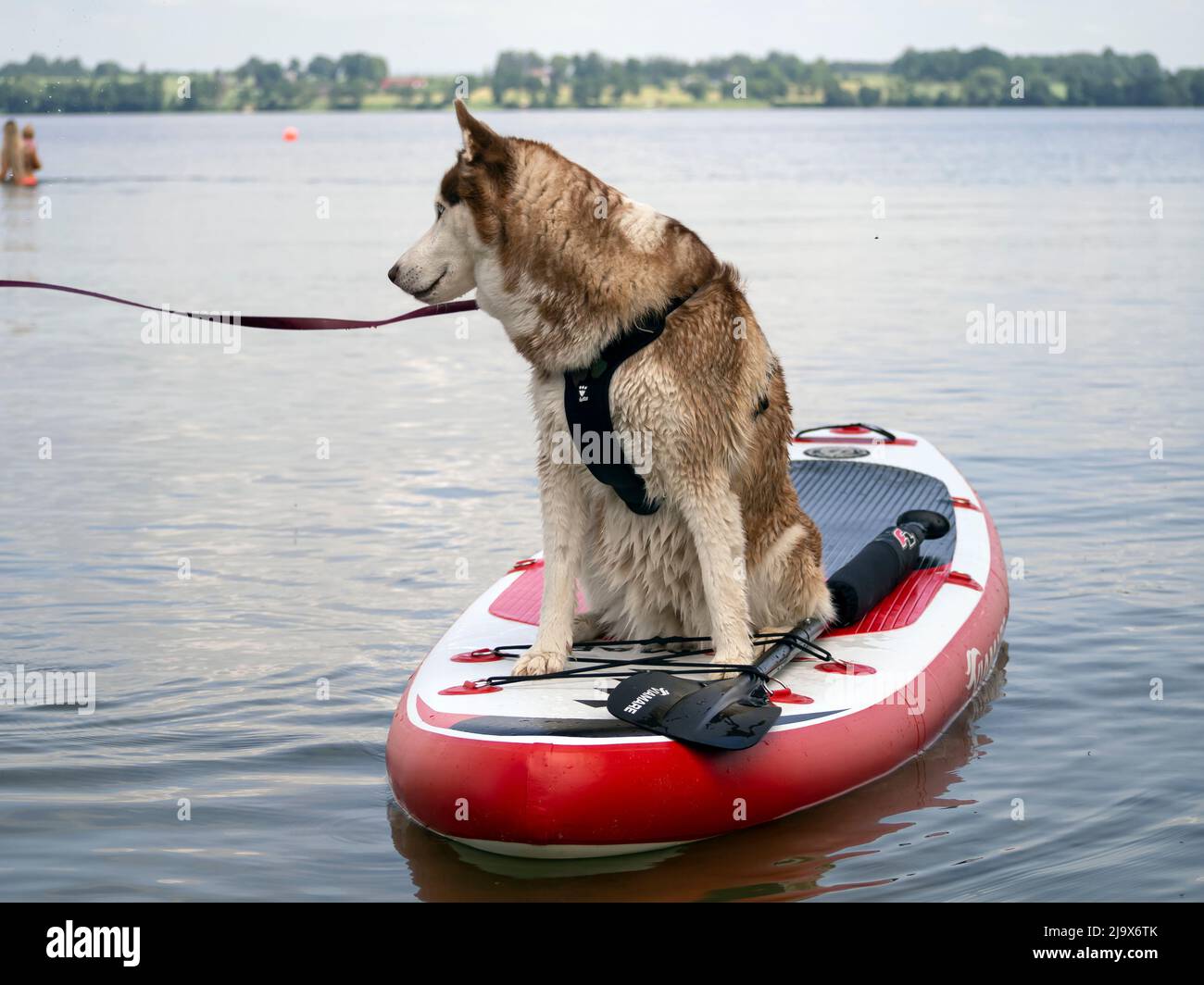 Wet husky dog and spray of water. A beautiful husky is swimming in the lake. Dog is standing on