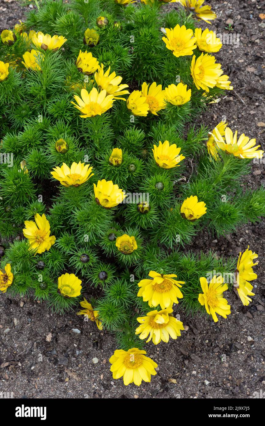 Adonis vernalis or spring pheasant's eye green plant with yellow flowers. Medicinal plants Stock Photo