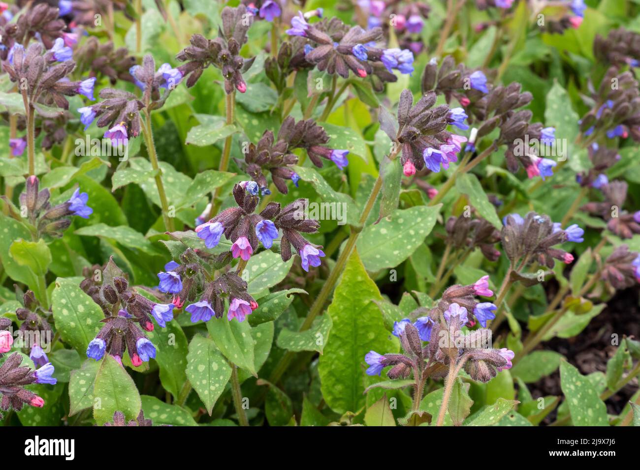 Lungwort flowers (Pulmonaria officinalis). The first spring flowers. Medicinal plants Stock Photo