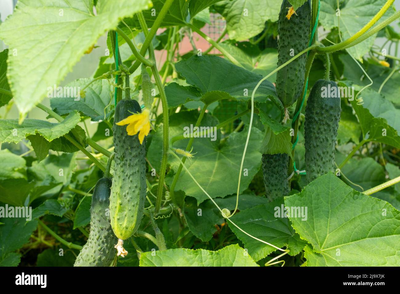 Green Cucumbers Plant Grow In Greenhouse Close Up Organic Food Agriculture Concept A Backing