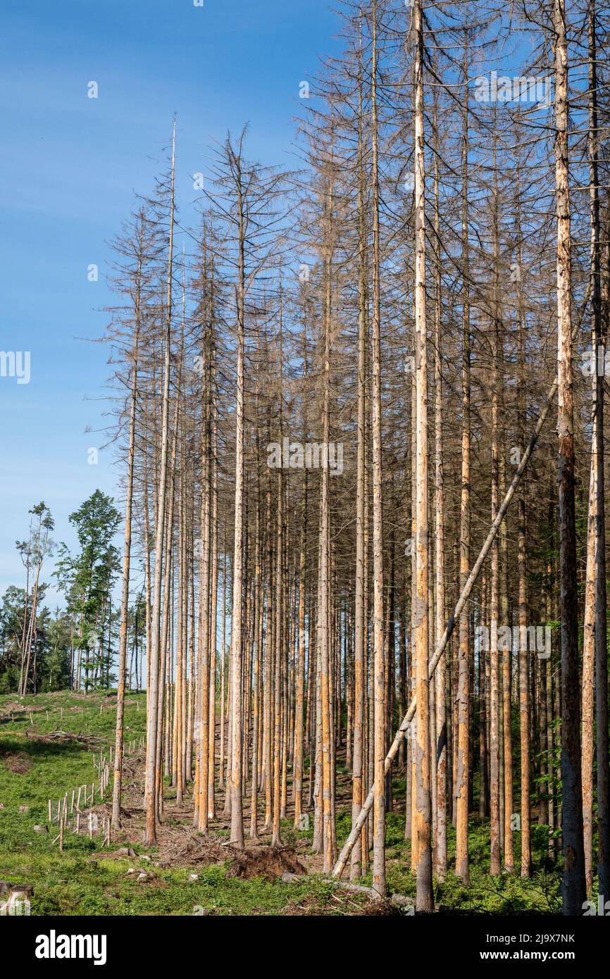 Dead spruces following bark beetle infestation. The consequence of ...