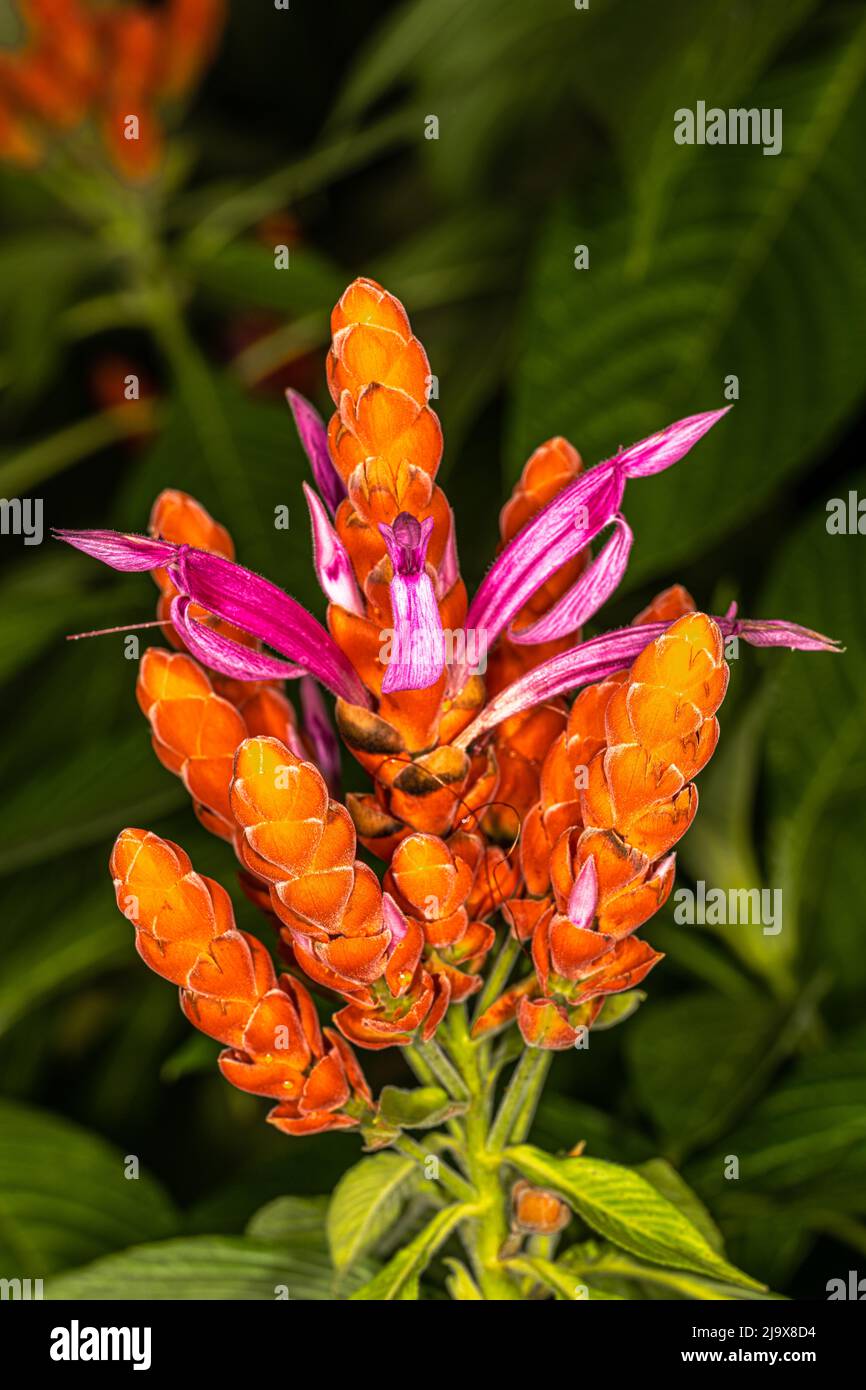 Flowers of the Panama Queen or Coral Aphelandra (Aphelandra sinclairiana) Stock Photo