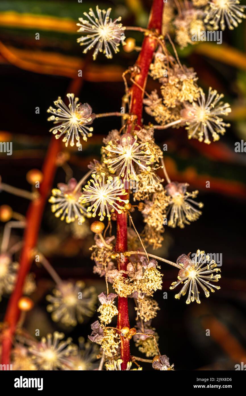 Flowers of the Fire or Garden Croton (Codiaeum variegatum) Stock Photo