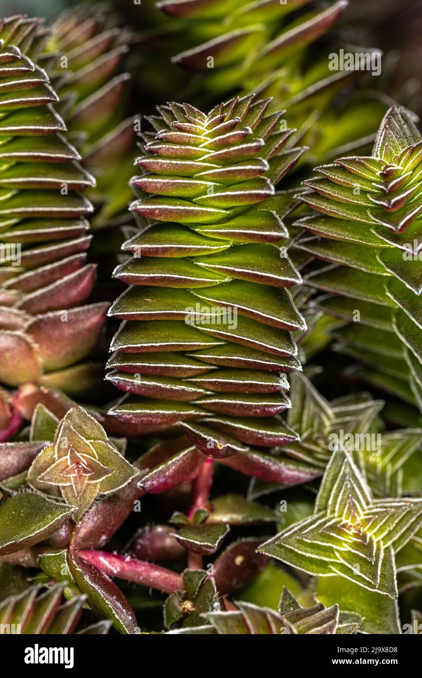 Leaves of the Red Flames, Red Pagoda or Campfire Plant (Crassula capitella) Stock Photo