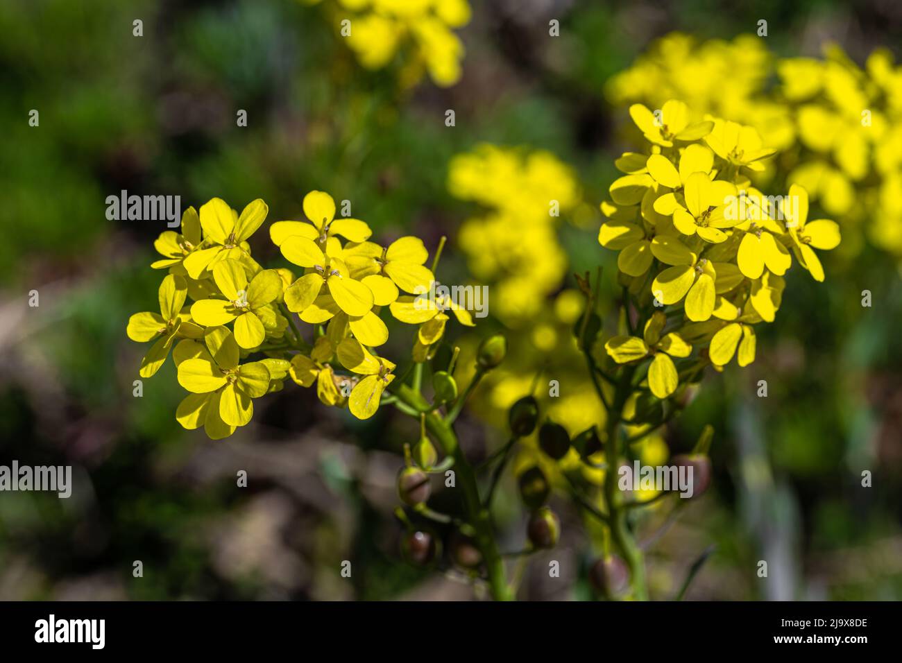 Flowering Greek Bladderpod (Alyssoides utriculata) Stock Photo