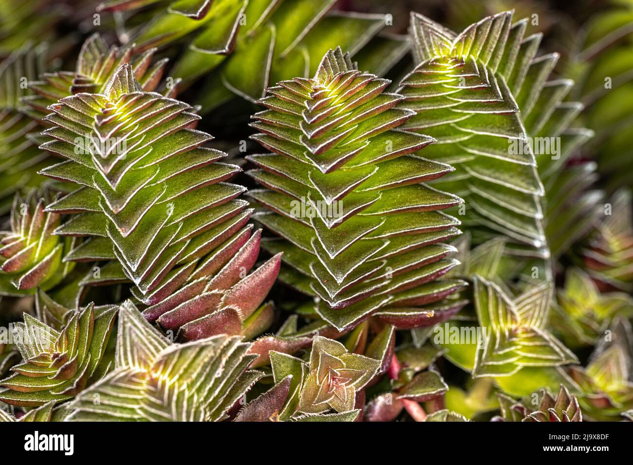Leaves of the Red Flames, Red Pagoda or Campfire Plant (Crassula capitella) Stock Photo