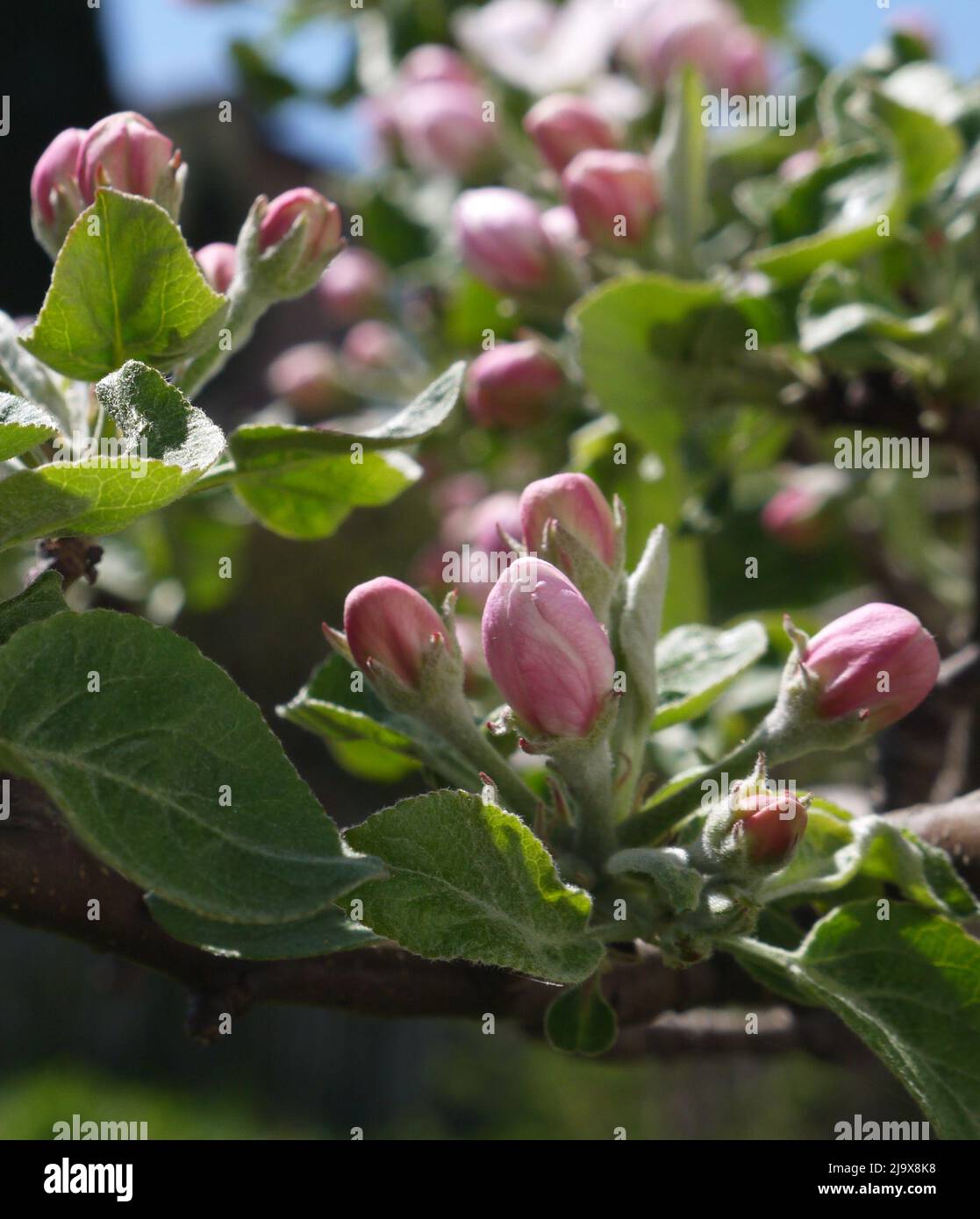 Early blossoming apple flowers taken in the warm spring morning Stock Photo