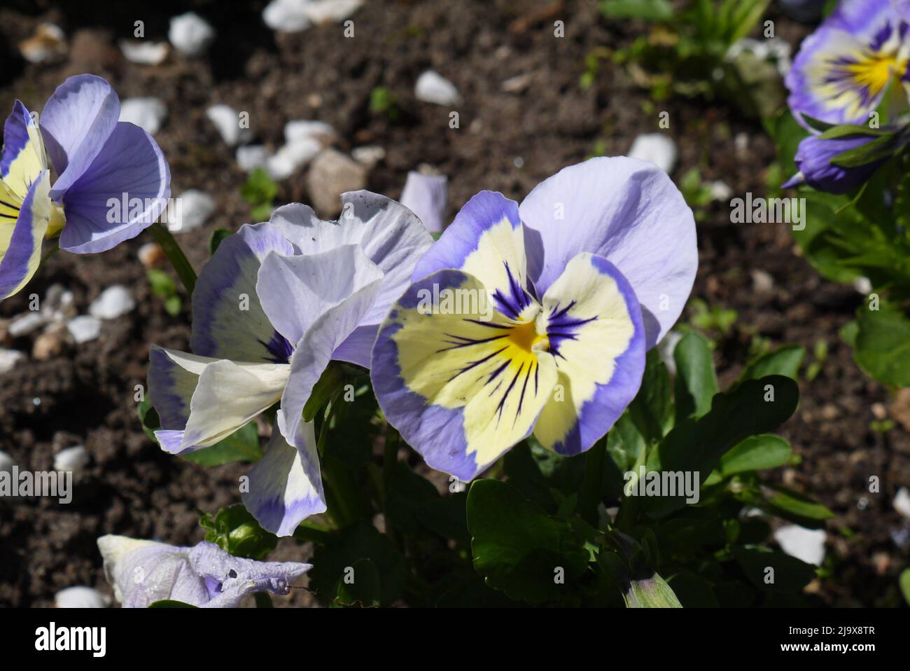 Pansies growing on the ground Stock Photo