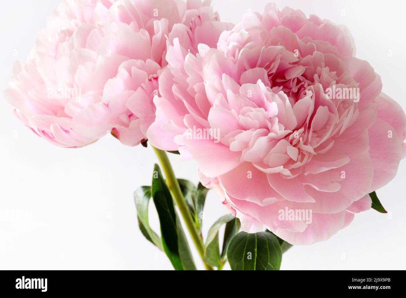 Beautiful pink peonies flowers isolated on a white background Stock ...