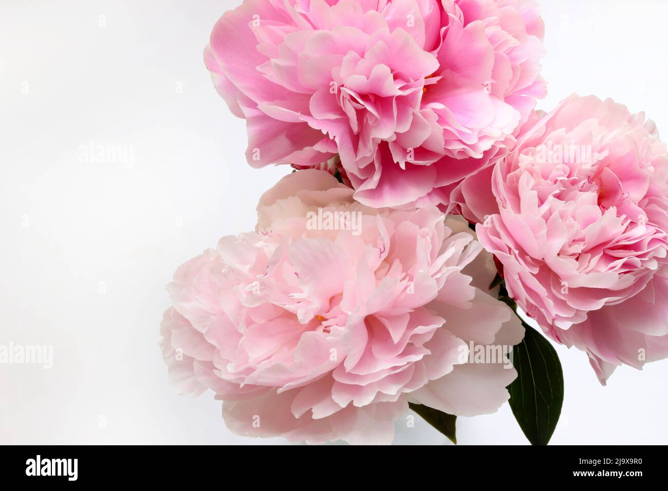Beautiful pink peonies flowers isolated on a white background Stock ...