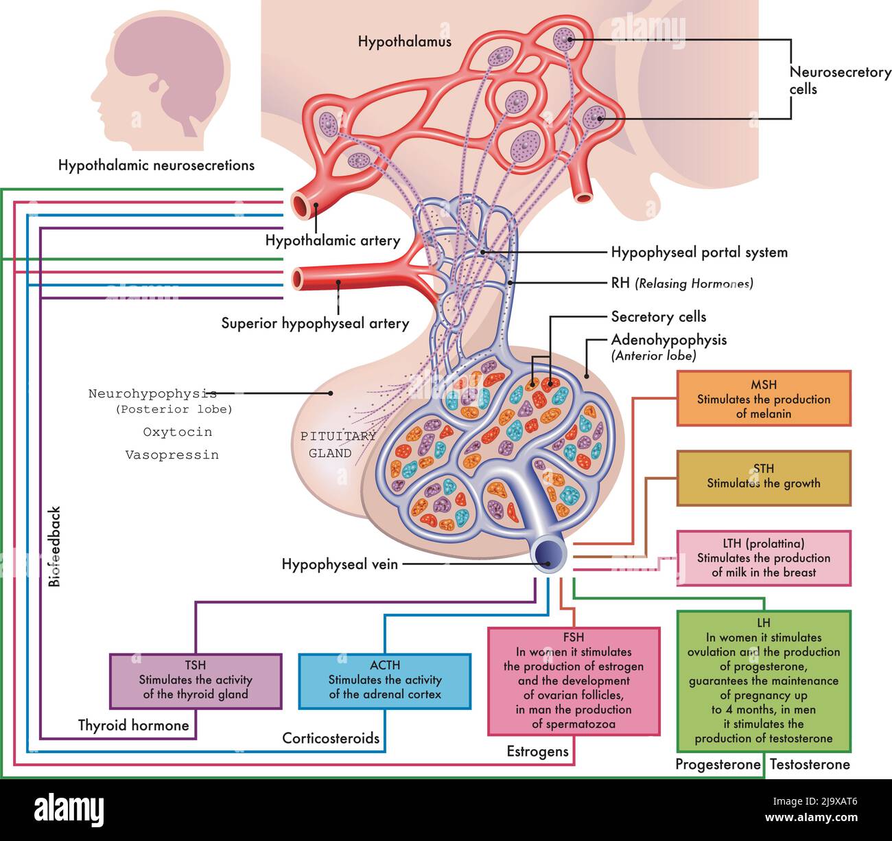 Detailed medical diagram of Pituitary Gland functions in the human body, complete with annotations. Stock Vector