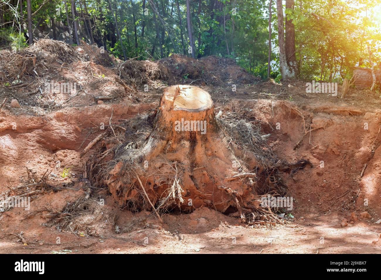 Preparing land for housing new complex property with tree stump removal the digging out of trunk roots Stock Photo