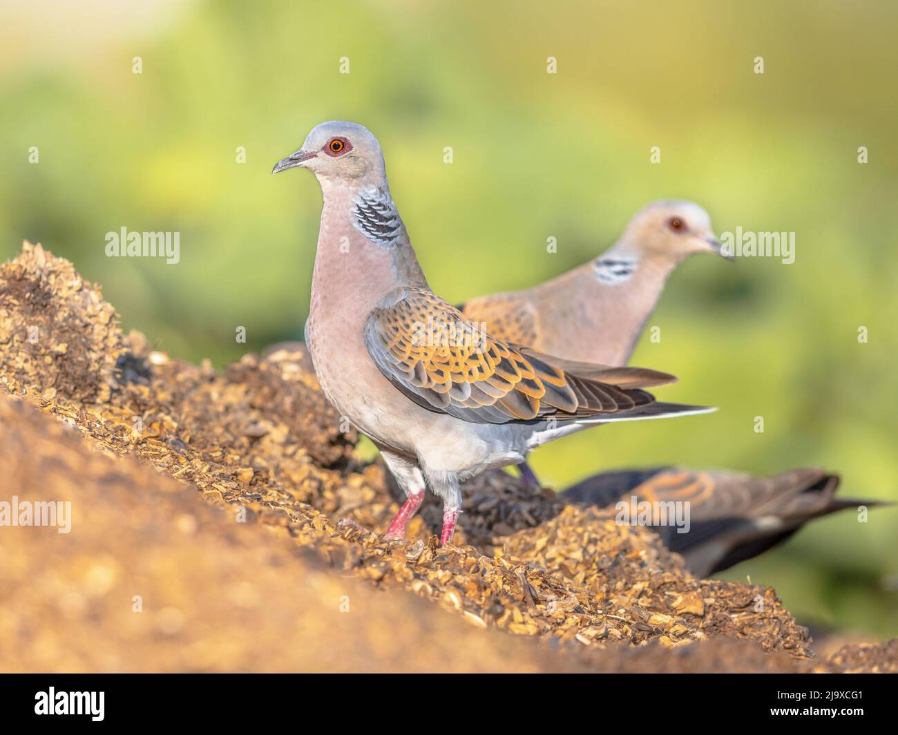 Two Turtle dove (Streptopelia turtur) perched on ground with blurred background. This is a member of the bird family Columbidae, the doves and pigeons Stock Photo