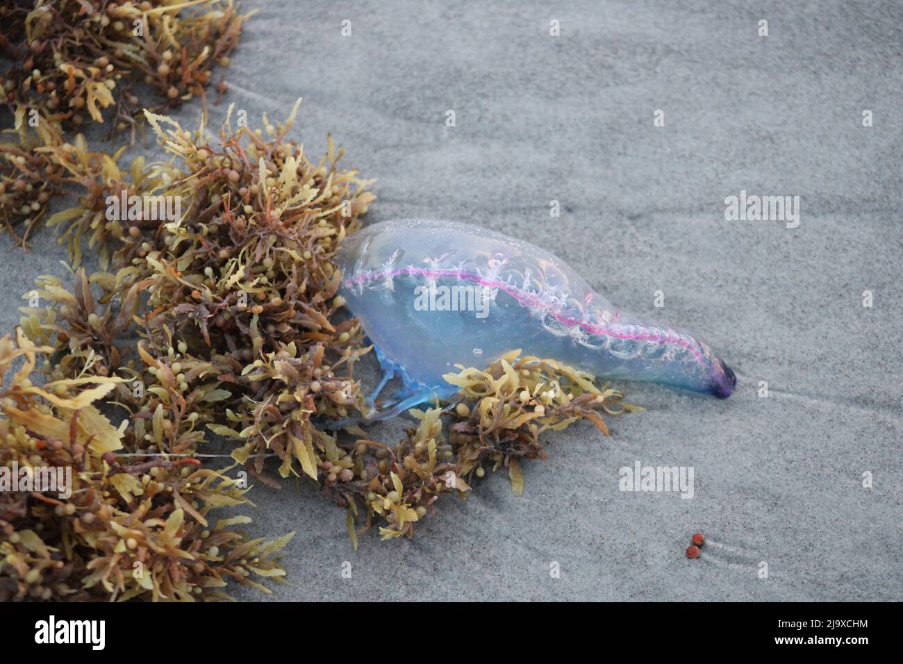 A monk-hat jellyfish washed ashore on Cocoa Beach, Florida Stock Photo