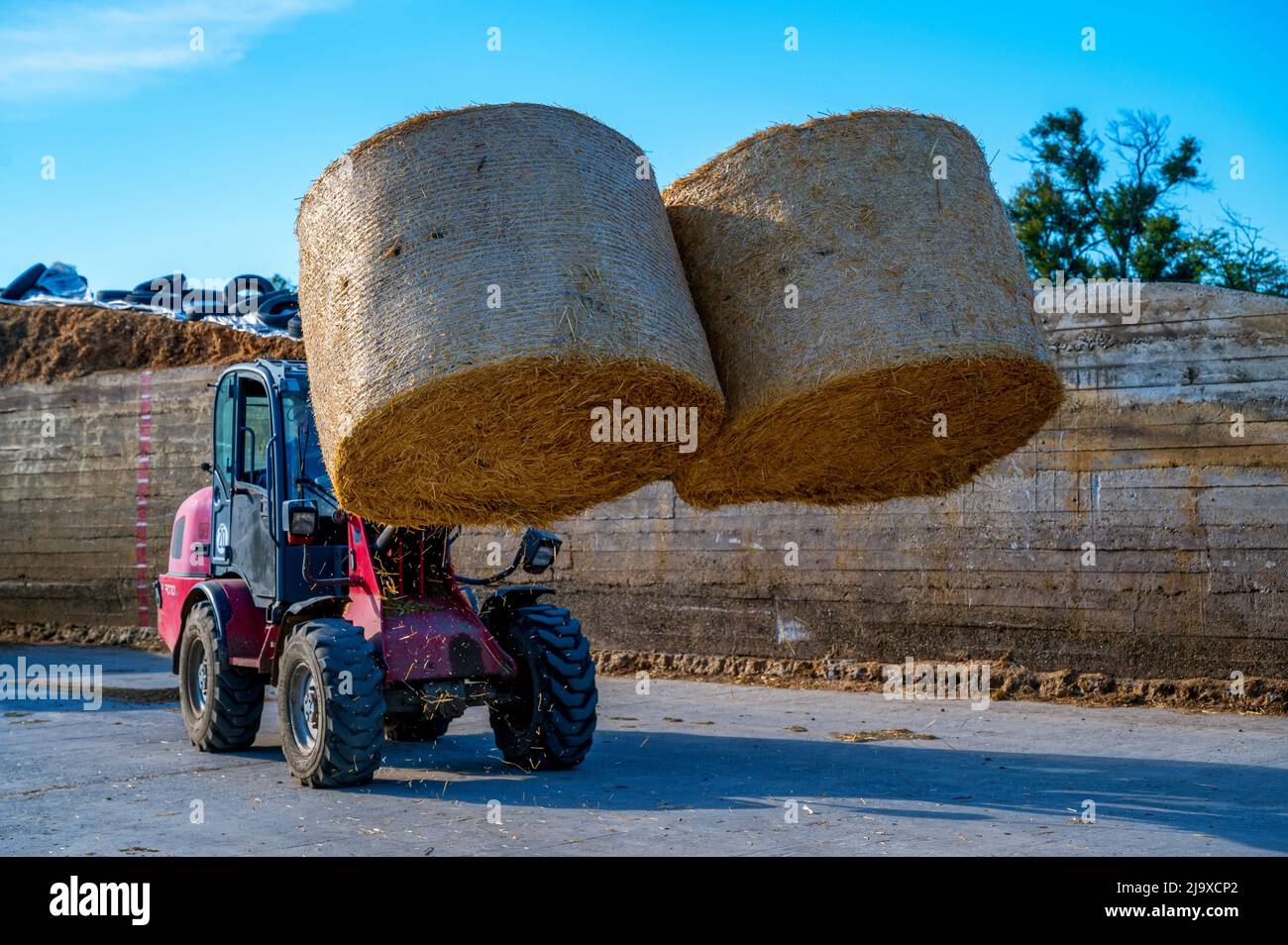 Farmer unloading round bales of straw with a front end loader Storing