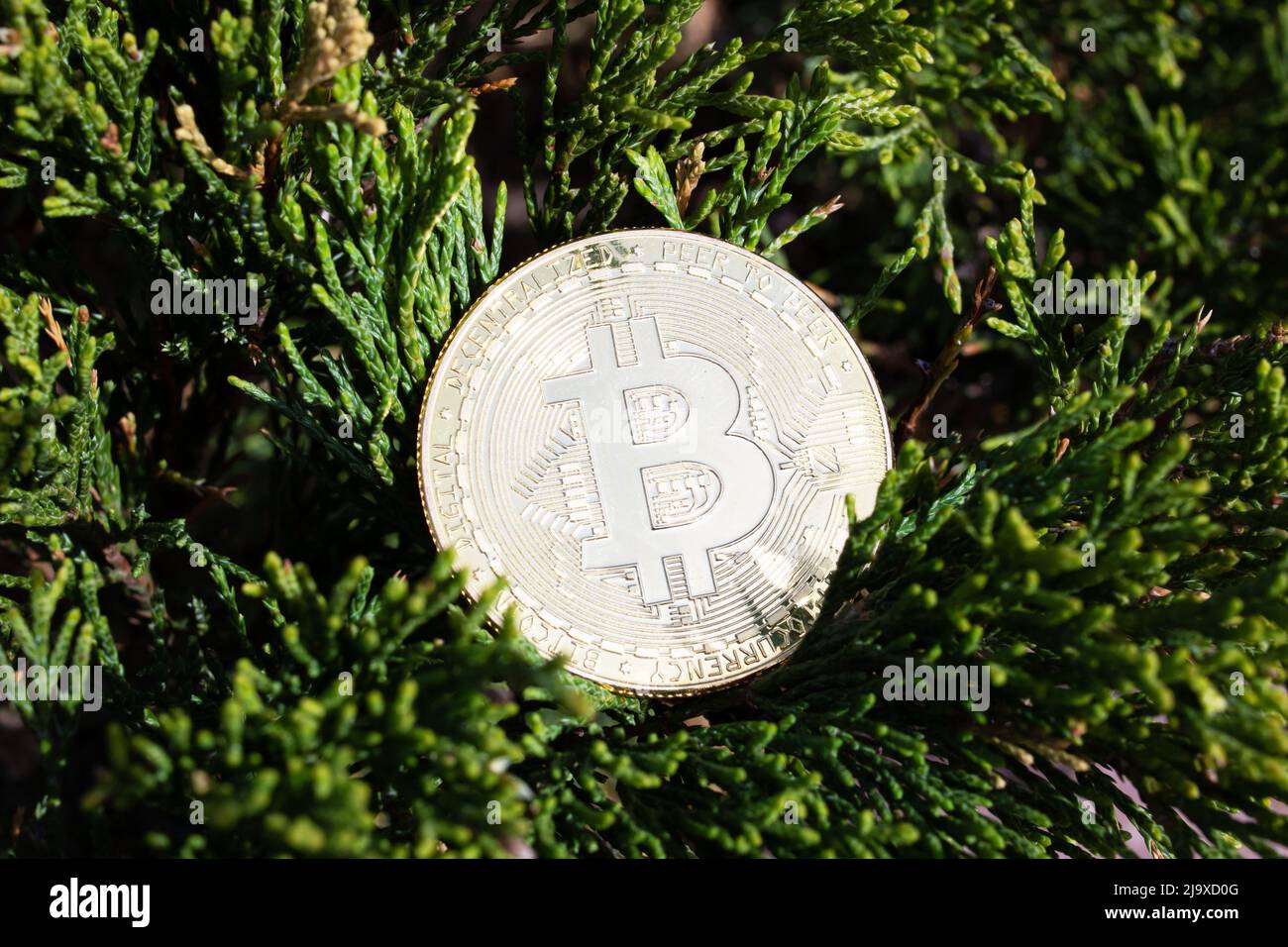 Golden bitcoin on tree branch. Concept money growing on tree Stock Photo -  Alamy