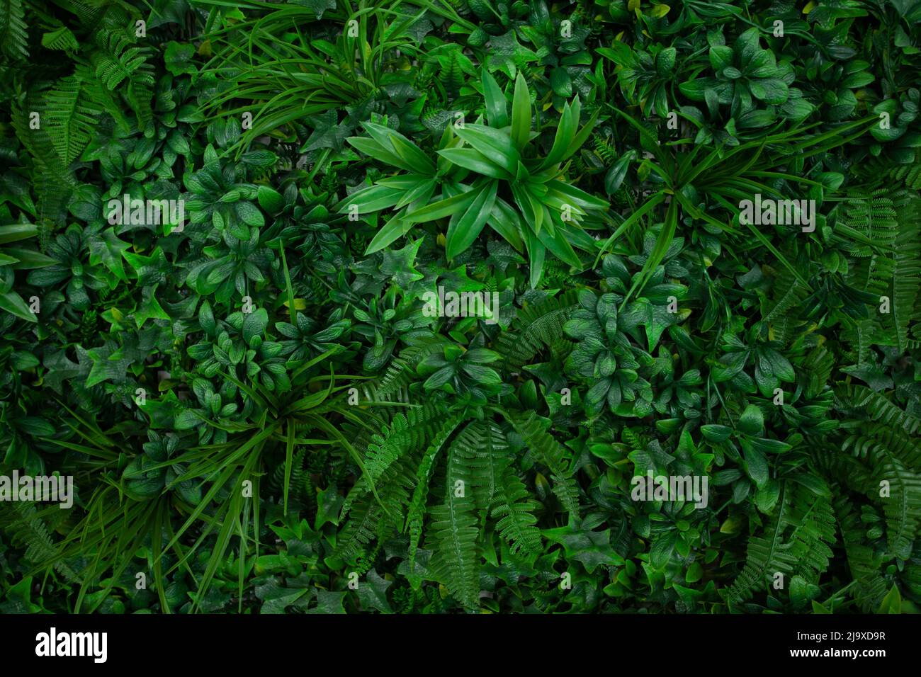 Natural background with tropical green leaves. Abstract nature pattern with tropical texture. Stock Photo