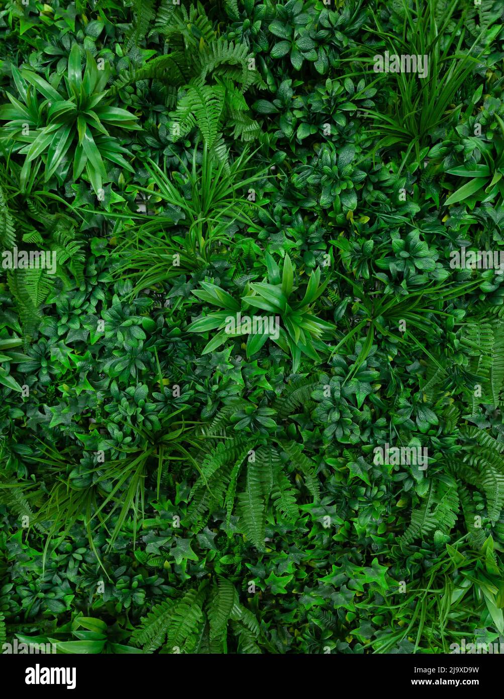 Natural background with tropical green leaves. Abstract nature pattern with tropical texture. Stock Photo