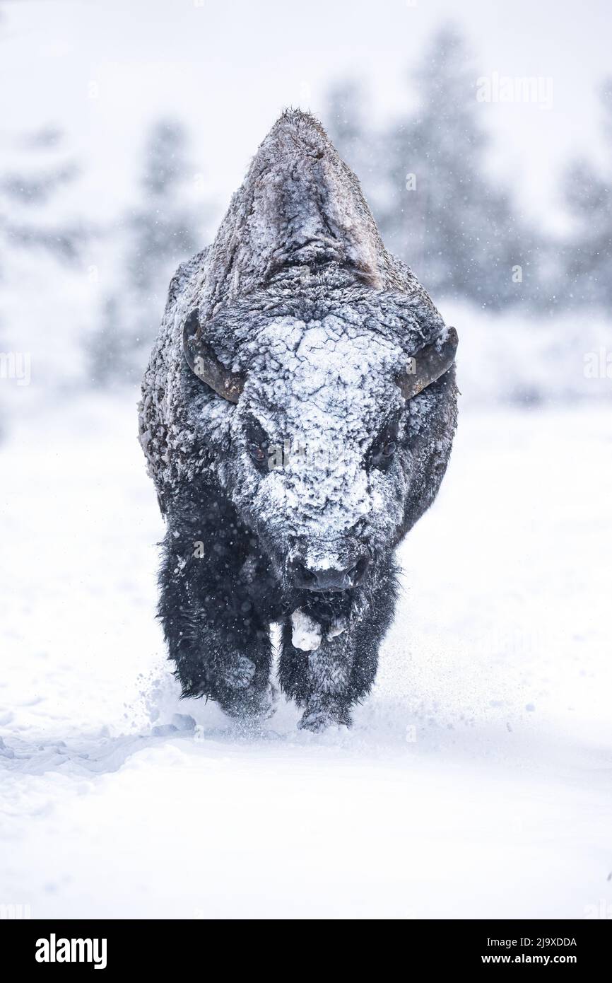 Bull Bison walking through snow Stock Photo