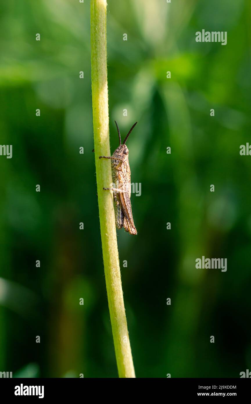 Close-up image of a little brown grasshopper on a flower stem Stock Photo