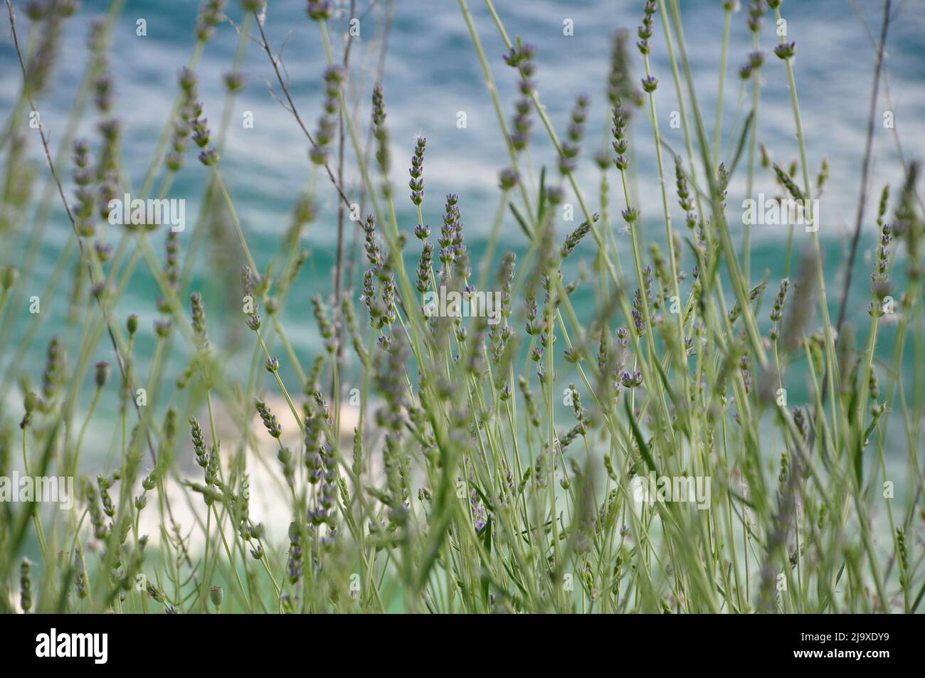 Mediterranean herb lavender by the sea coast, Lavandula angustifolia, Lavandula officinalis. Mediterranean lavender bush with turquoise sea. Stock Photo