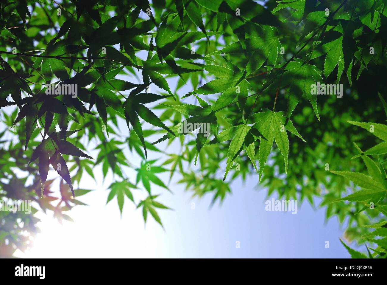 Fresh green maple leaves that overlap like a canopy under the clear blue sky Stock Photo