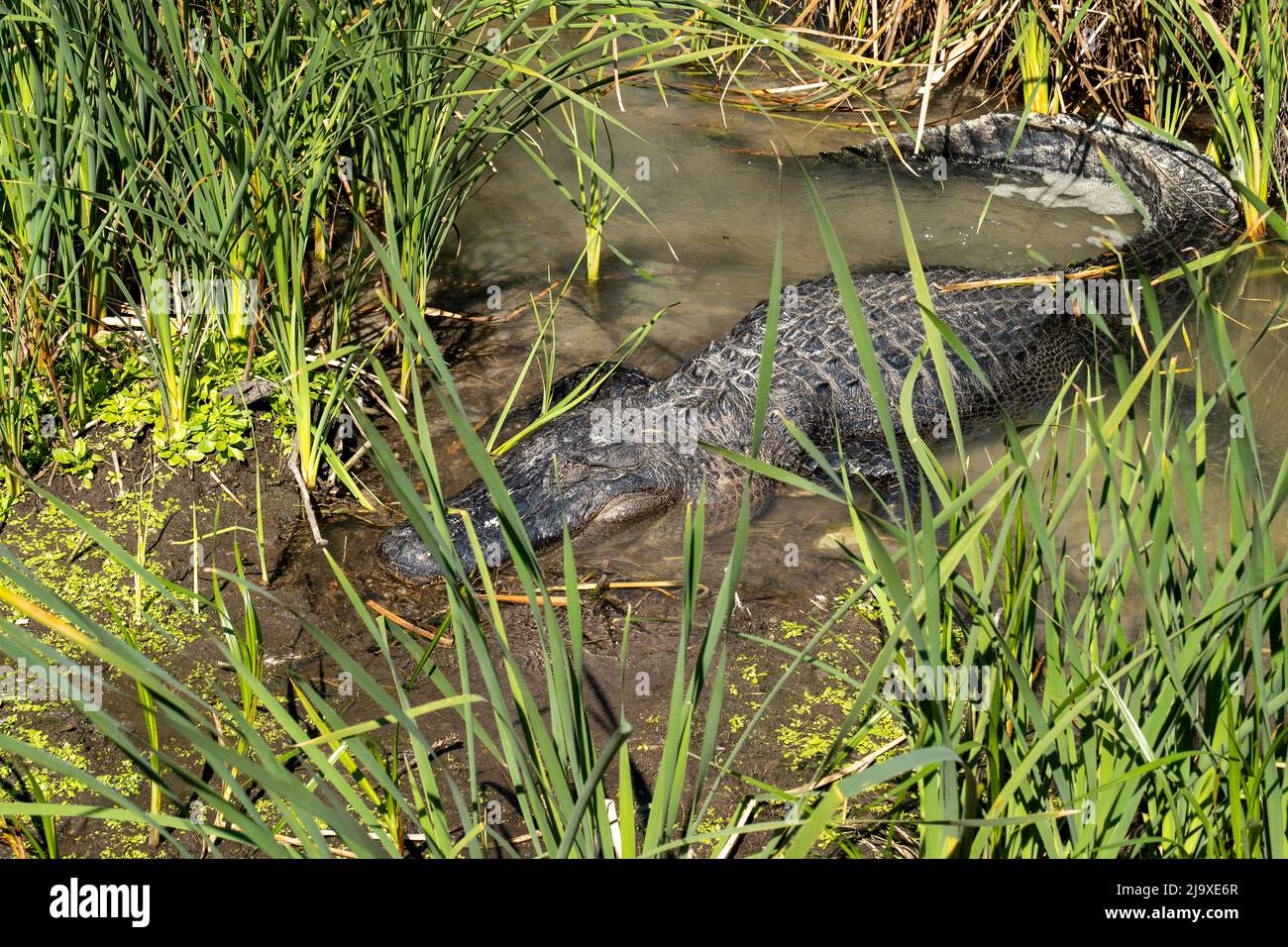 American Alligator, Alligator Mississippiensis, Resting In Water Near ...