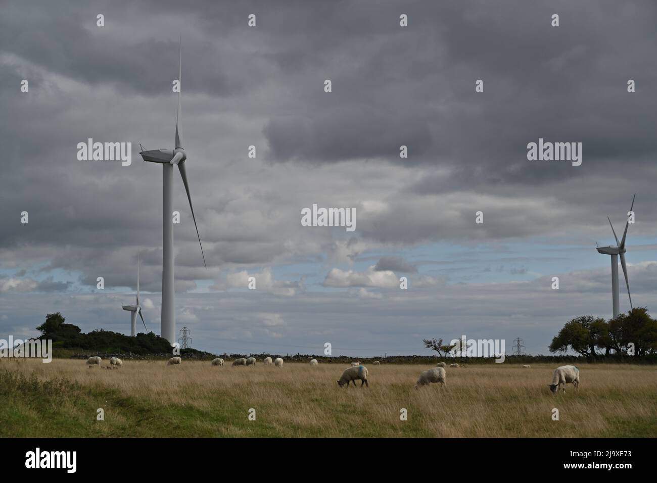 Sheep grazing in a field with wind turbines behind on a cloudy day Stock Photo